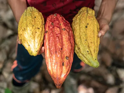 A close up of two yellow and one orange cacao pods held in hands
