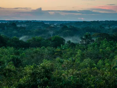 An aerial view of the tree canopy in the Colombian Amazon against a sunset backdrop
