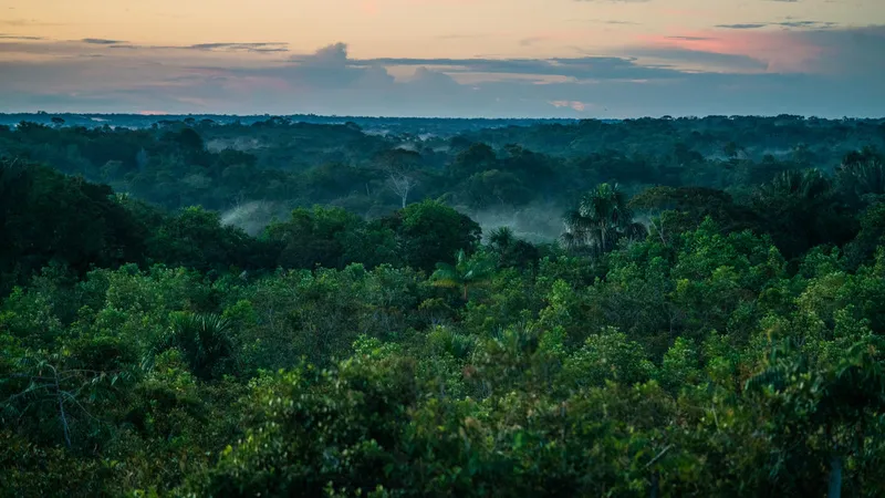 An aerial view of the tree canopy in the Colombian Amazon against a sunset backdrop