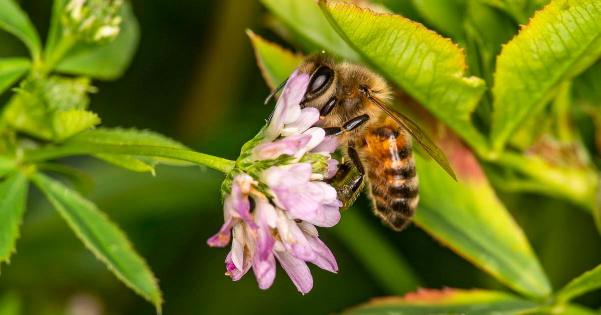 How Healthy Bee Populations Support Human Health | WWF