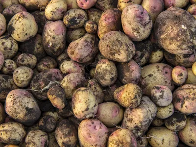 A close up of purplish brown sweet potatoes with a bit of dirt