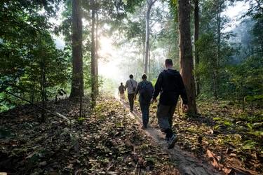 A group of four people walk through a forest path with the sun rising in front of them