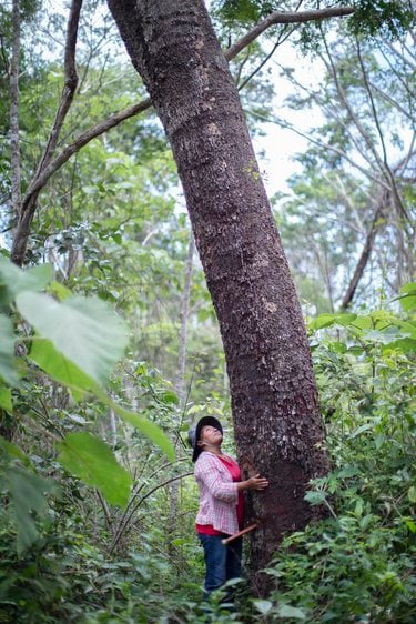 Polonia Supepí, President of the Association of Women Producers of Copaibo Oil Rio Blanco Community, next to a Copaiba tree.