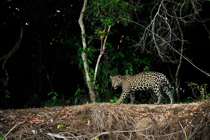 A jaguar walking along a ridge in a dark wooded area