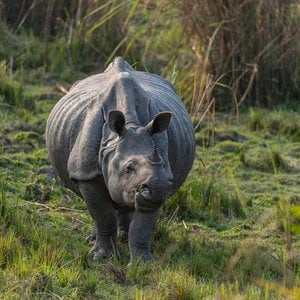 A greater one-horned rhino walks in the grass