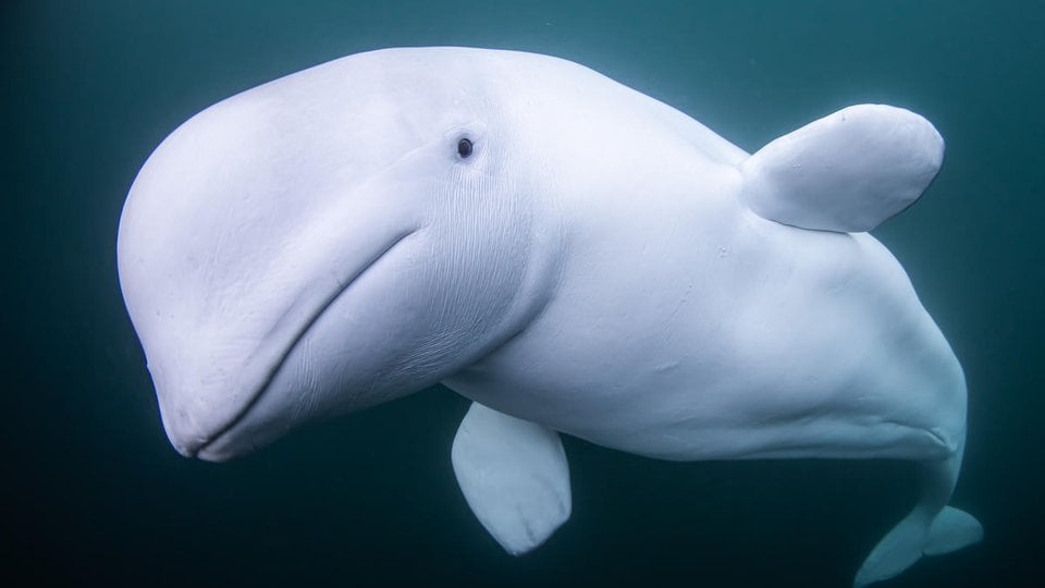 Beluga whale against dark green waters looking at the camera