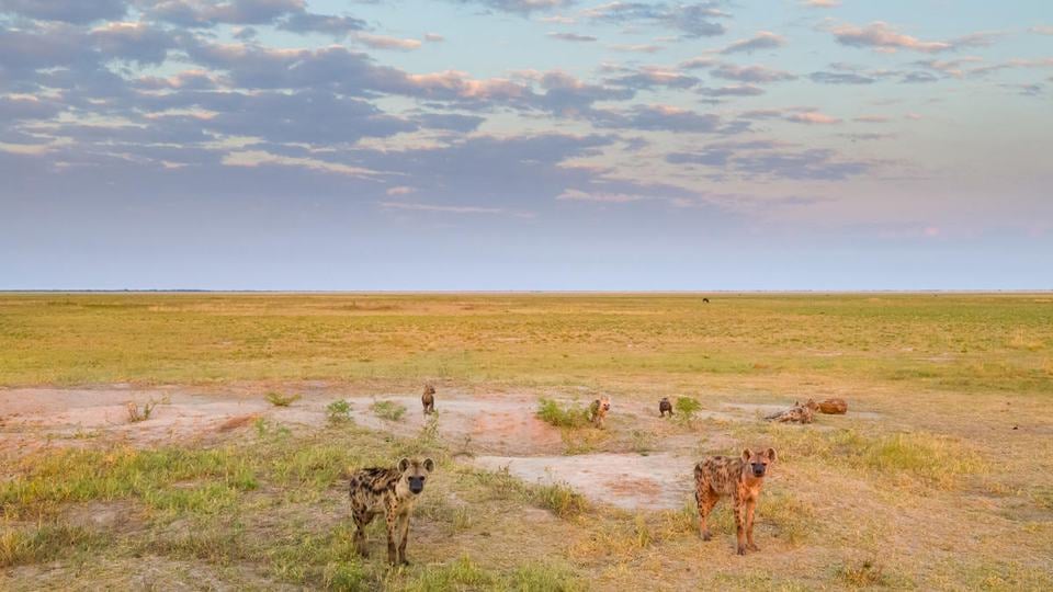 A clan or group of spotted hyenas are spread across the grasses of Liuwa Plain National Park in Zambia