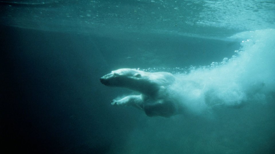 A polar bear seen underwater diving in Canada's Hudson Bay
