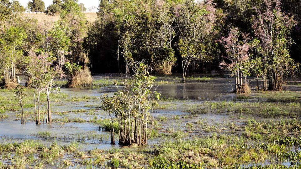 A capybara is seen from a distance in a large, wet area surrounded by green trees