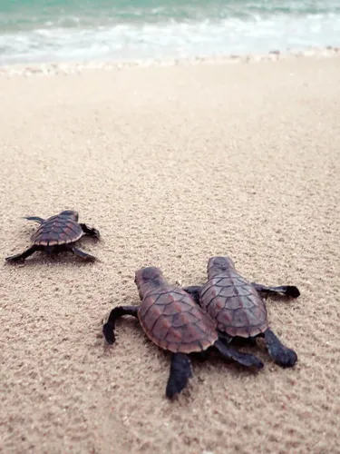 Three baby hawksbill turtles make their way across tan sand to a turquoise ocean