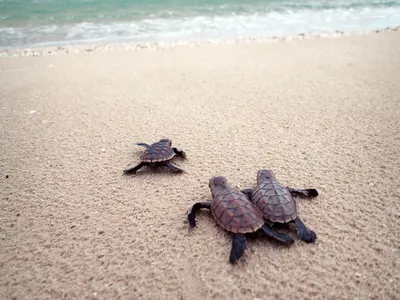 Three baby hawksbill turtles make their way across tan sand to a turquoise ocean