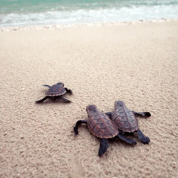 Three baby hawksbill turtles make their way across tan sand to a turquoise ocean