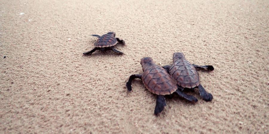 Three baby hawksbill turtles make their way across tan sand to a turquoise ocean