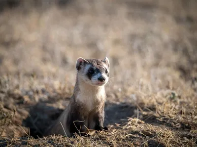 Black-footed ferret peeks out of ground hole