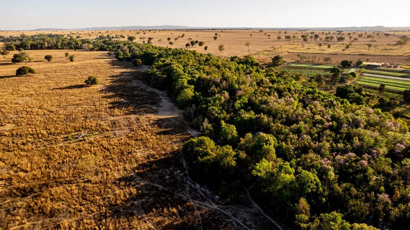Deforestation and pasture in Mato Grosso, Brazil