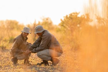 Kgao Tsamkxao and Kqaa Lai/AE, lion rangers from the Kwando Carnivore Project tracking lion in the Nyae Nyae Conservancy, Namibia, squat on the ground in gray uniforms examining an object among warm grasses and trees