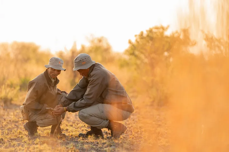 Kgao Tsamkxao and Kqaa Lai/AE, lion rangers from the Kwando Carnivore Project tracking lion in the Nyae Nyae Conservancy, Namibia, squat on the ground in gray uniforms examining an object among warm grasses and trees