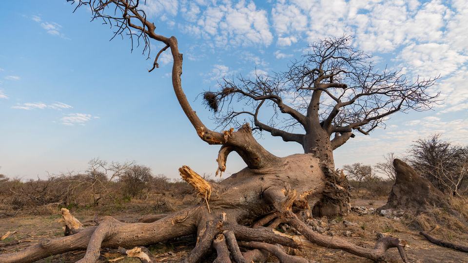 A baobab tree felled by elephant damage in the Nyae Nyae Conservancy, Namibia
