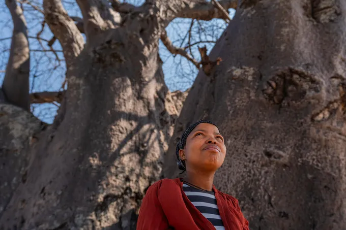 Hulda Kagece, Boabab Survey Team Lead and Trainer, wears a red sweater and black and gray striped shirt looking up toward the sky in front of a large tree trunk