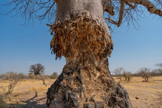 A close up of a baobab tree trunk extensively damaged by elephants in Nyae Nyae Conservancy_Namibia
