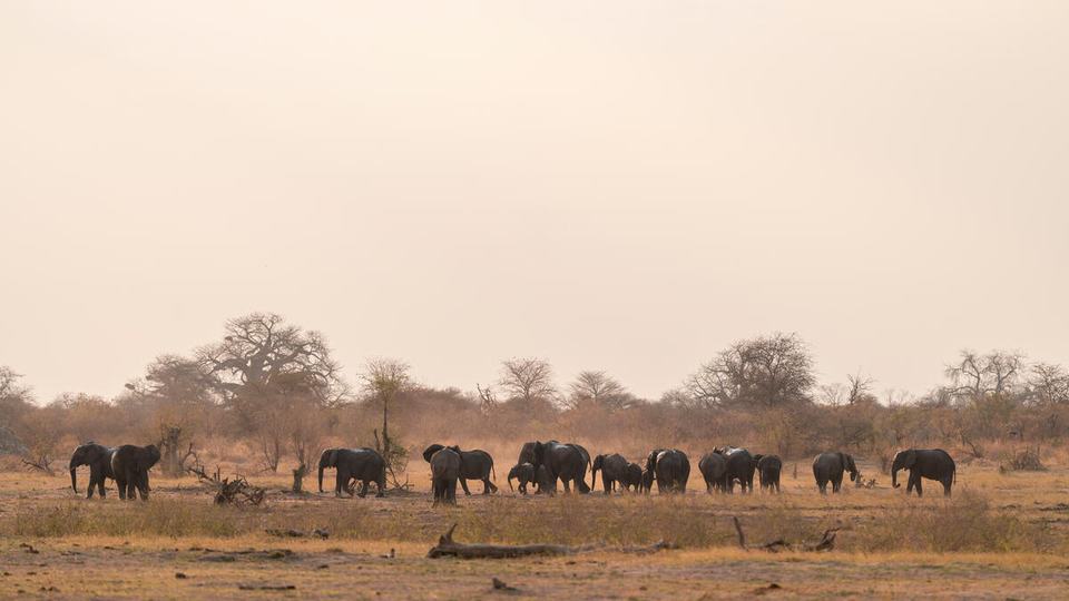 A herd of elephants inside Nyae Nyae Conservancy with baobab trees in the distant background