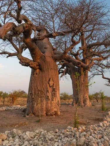 Three baobab trees are encircled with rock piles to keep elephants from damaging the trees