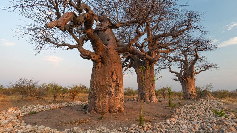 Three baobab trees are encircled with rock piles to keep elephants from damaging the trees