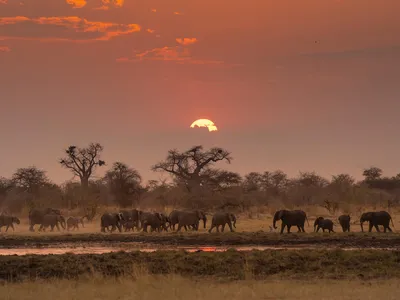 A herd of African savanna elephants walks by a water source with trees in the background as the sun sits low on the horizon, creating a reddish sky