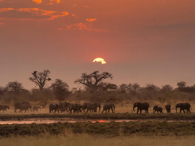 A herd of African savanna elephant roam around a waterhole under a low, orange sun in the Nyae Nyae Conservancy, Namibia.