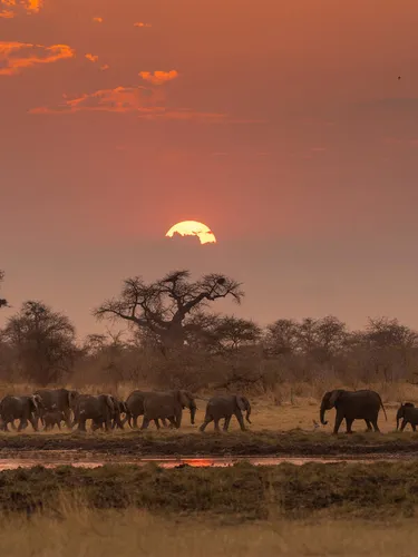 A herd of African savanna elephant roam around a waterhole under a low, orange sun in the Nyae Nyae Conservancy, Namibia.