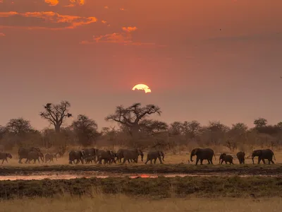 A herd of African savanna elephant roam around a waterhole under a low, orange sun in the Nyae Nyae Conservancy, Namibia.