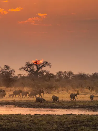 A herd of elephants meanders around a watering hole with the sun low in the sky casting an orange tint over the water and trees