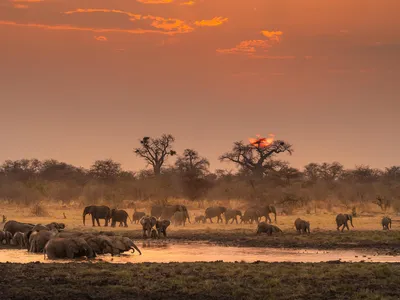 A herd of elephants meanders around a watering hole with the sun low in the sky casting an orange tint over the water and trees