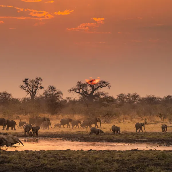 A herd of elephants meanders around a watering hole with the sun low in the sky casting an orange tint over the water and trees