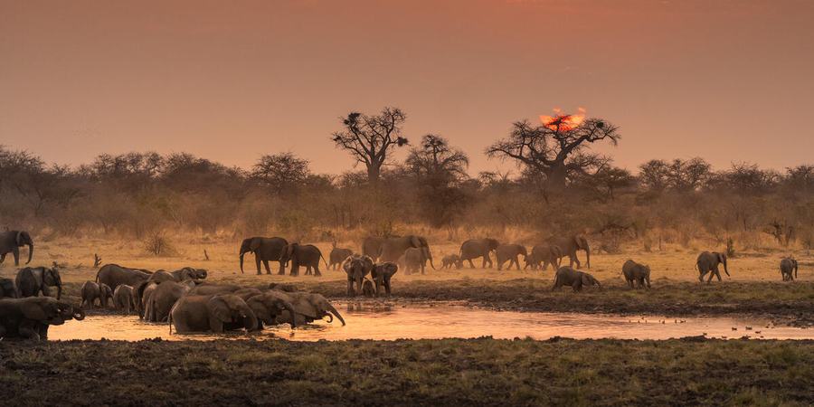 A herd of elephants meanders around a watering hole with the sun low in the sky casting an orange tint over the water and trees