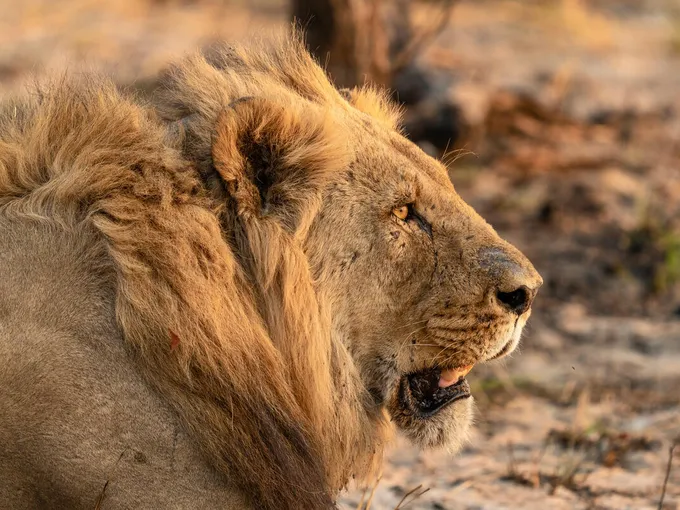 A rugged male lion in profile
