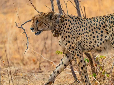 A male cheetah with tan fur and black spots wears a tracking collar and walks across the frame with tan grass in the background