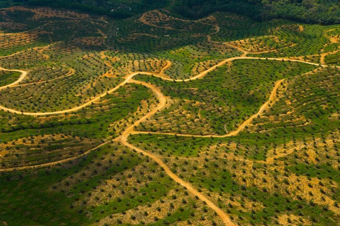 Aerial view of palm oil plantation on deforested land, Sabah, Borneo, Malaysia
