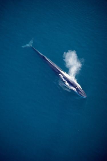 Fin whale spouting in an aerial photo