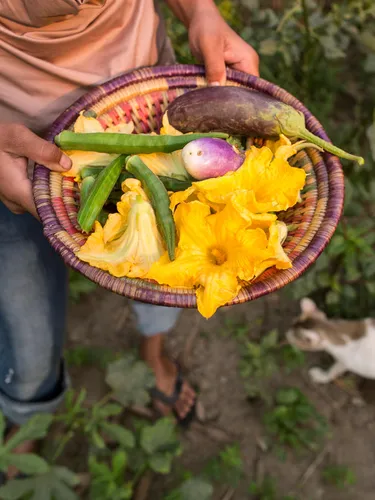 A person holds a plate of freshly picked yellow, green, and purple vegetables in Nepal