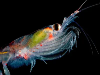 A close up image of a single Antarctic krill underwater in dark sea
