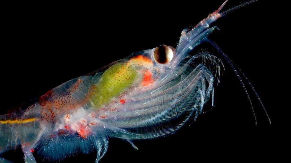 A close up image of a single Antarctic krill underwater in dark sea
