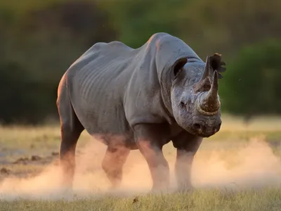 A single black rhino wiht gray skin kicks up dust against a dark green background