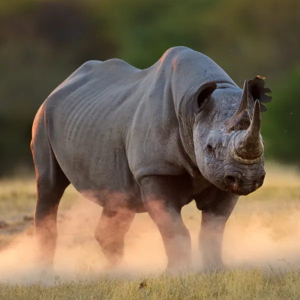 A single black rhino wiht gray skin kicks up dust against a dark green background