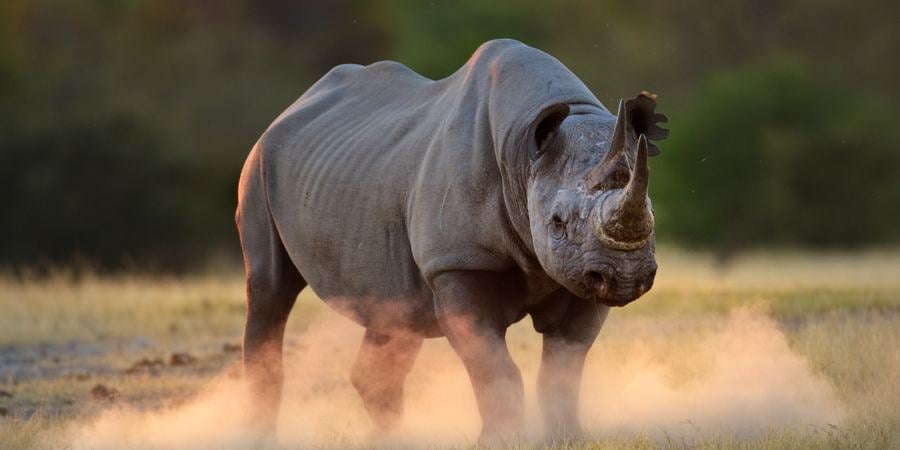 A single black rhino wiht gray skin kicks up dust against a dark green background