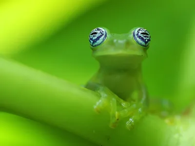 A glass frog is nearly camouflaged on a green leaf, it's huge black and white eyes are the only giveaway.