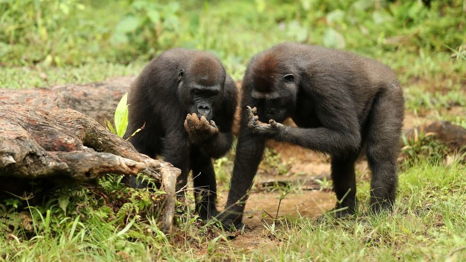 Two gorillas bend down toward the ground, each with a hand up to their mouth, perhaps eating