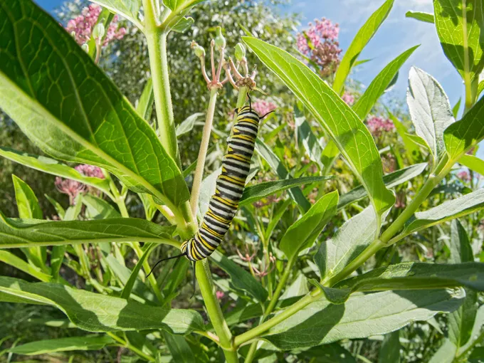 A black and yellow monarch caterpillar climbs up the stalk of a milkweed plant