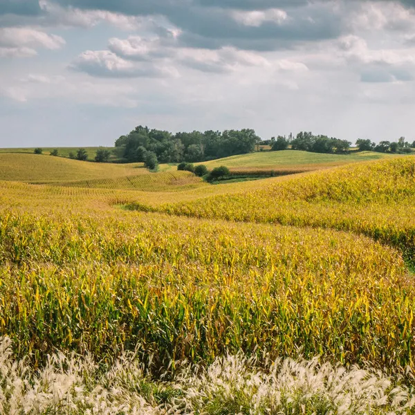 Rolling hills with yellowish-brown corn fields, trees, and intermittent grasslands with a cloudy sky