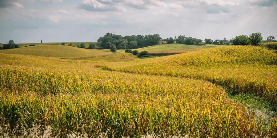 Rolling hills with yellowish-brown corn fields, trees, and intermittent grasslands with a cloudy sky